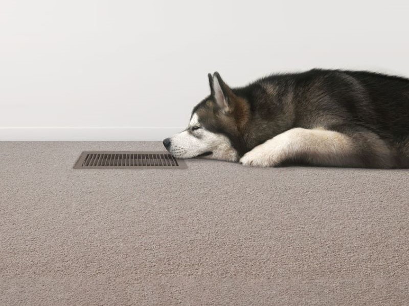 Alaskan Malamute laying next to a gas ducted heater floor vent